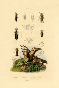 Schorskever